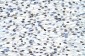 HNRPA0 antibody - middle region